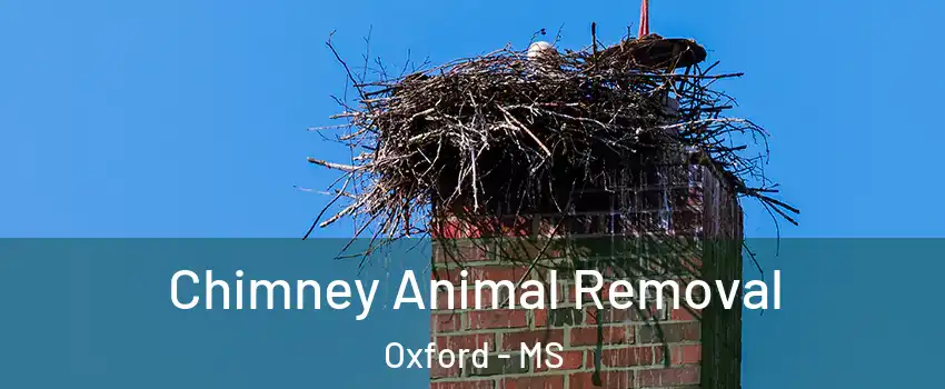  Chimney Animal Removal Oxford - MS
