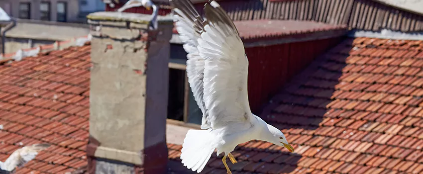 Residential Chimney Animal Removal Solution in Oxford, MS